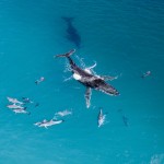 Aerial view of a humpback whale surrounded by a pod of dolphins in crystal clear blue ocean waters.
(Shutterstock)