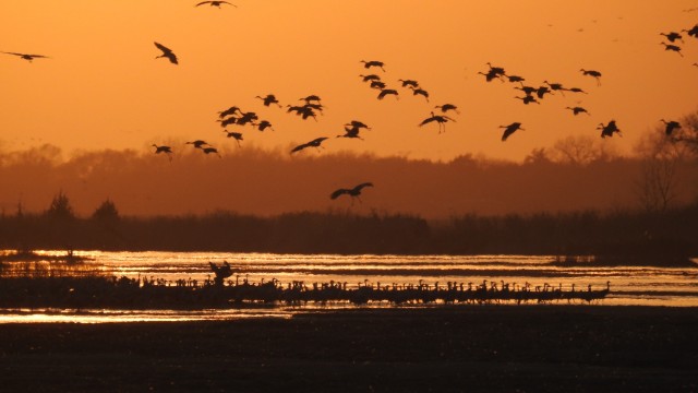 As they do every night at sunset during their March midmigration stop in Nebraska's Central Platte region, thousands of sandhill cranes flew to overnight roosting spots on river sandbars. This group chose to settle March 24 west of the visitor and education center at Audubon's Rowe Sanctuary southwest of Gibbon. 
(Lori Potter / Flatwater Free Press)