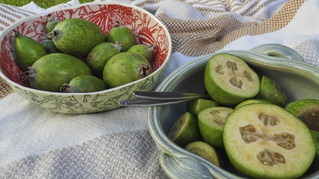 Feijoas is seen outside a house in Wellington, New Zealand, Monday, May 12, 2025. 
(Charlotte Graham-McLay / AP Photo)