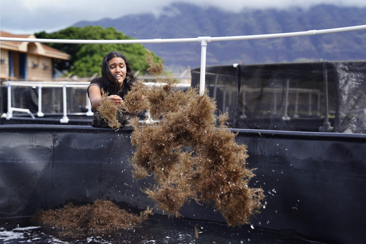 Waiʻanae High School senior Diamond Holbron Kealoha spreads limu in a freshly-cleaned tank, which will play host to the algae as it grows, to eventually feed the community.<br />(Kevin Fujii / Civil Beat)