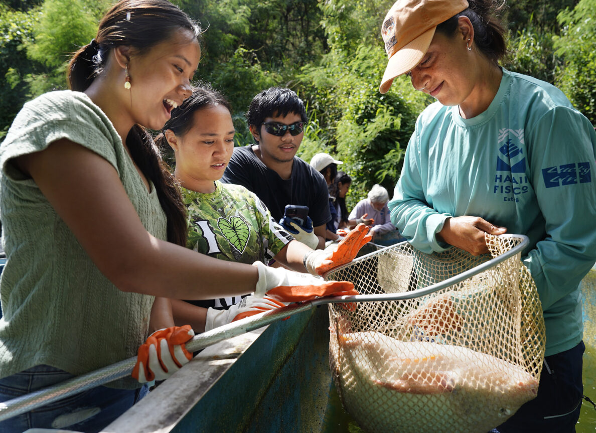 Waipahu High School Food Systems Pathway student Ednice Julaton (left) and Hawaiʻi Fish Company’s Mikia Weidenbach identify the sex of tilapia earlier this month, as fellow students Tiare Keaunui-Akana and Pablo Sabug watch.<br />(Kevin Fujii / Civil Beat)