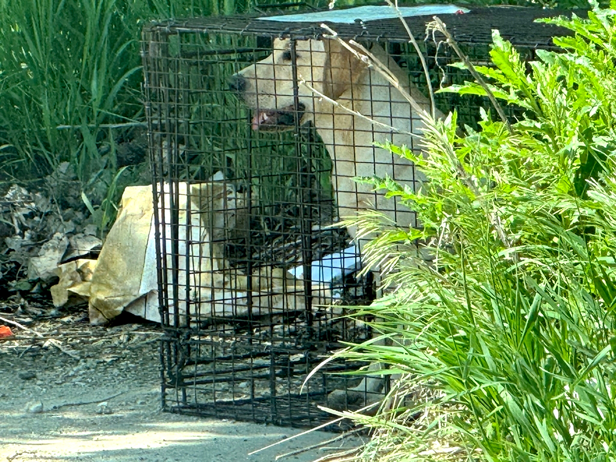 A newly adopted dog escaped its owner. The dog was spotted multiple times but always ran away.  Our team spotted the dog and watched the path it took.  The trap was set near the path, and the dog was caught and taken home.<br />(Courtesy of LPOOA)