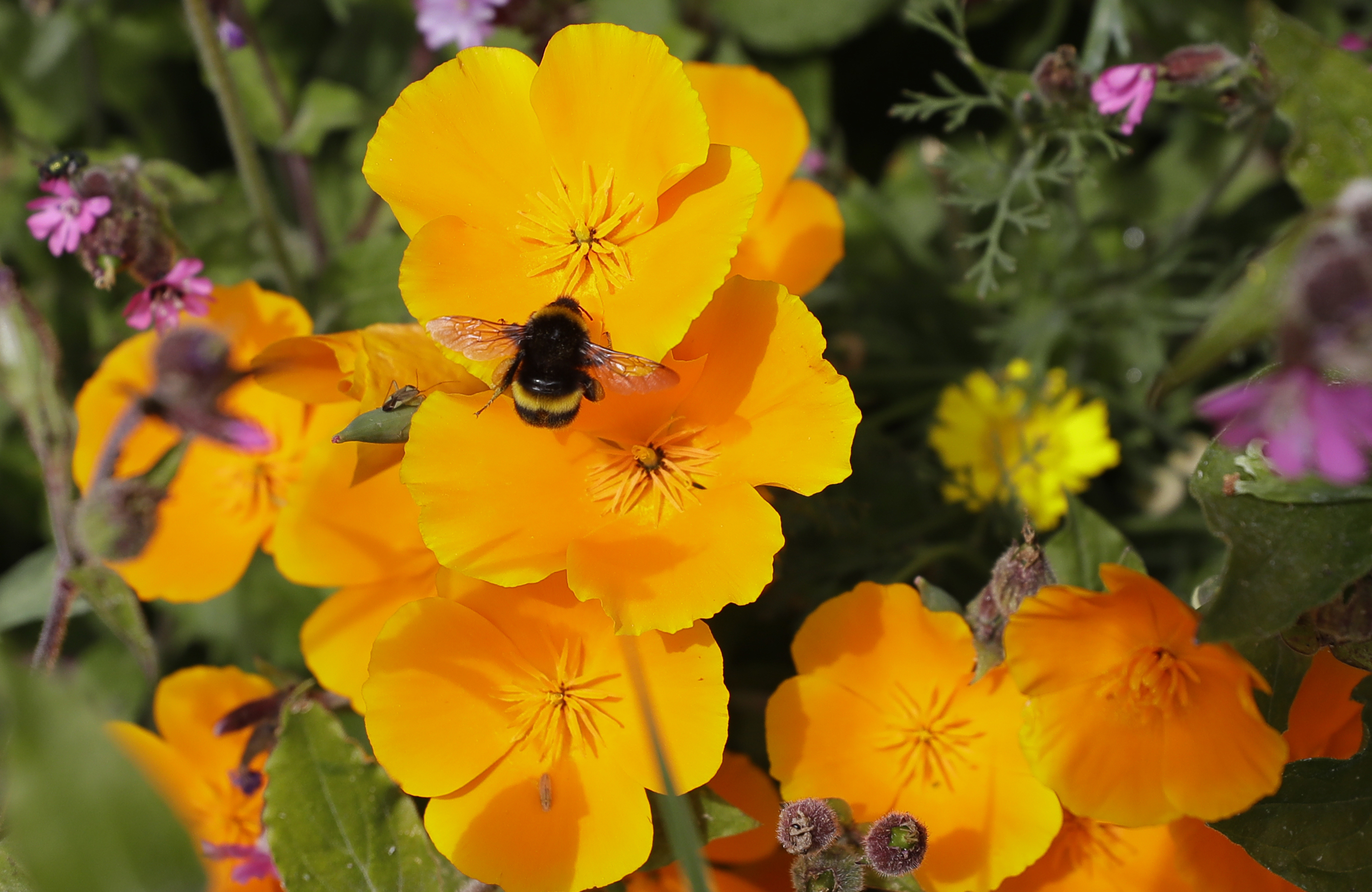 A bumble bee collecting pollen.<br />(Kirsty Wigglesworth / AP Photo)