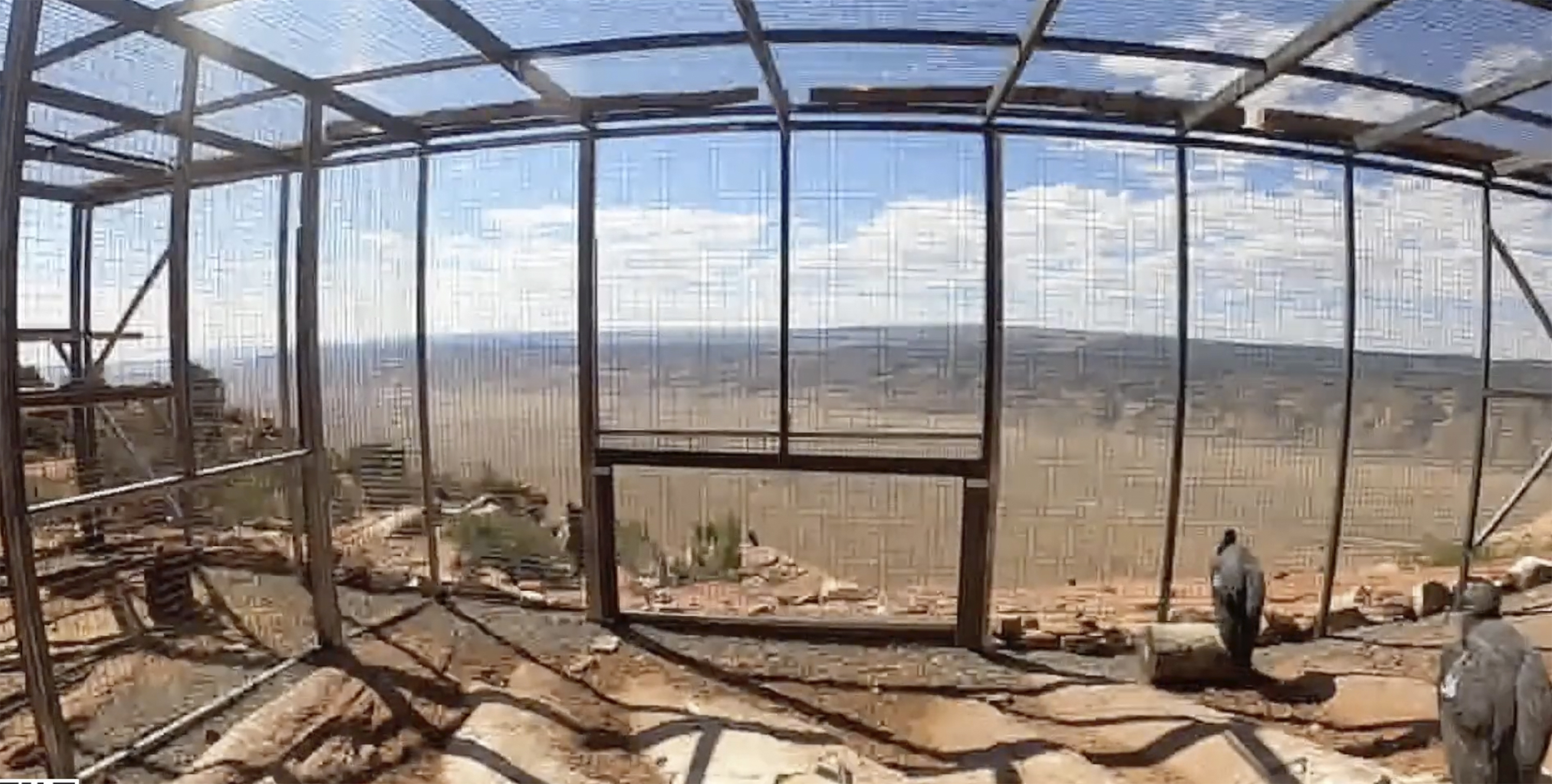 This photo provided by The Peregrine Fund and the Bureau of Land Management shows California condors inside a pen before being released on Saturday, Sept. 28, 2024 from Vermillion Cliffs National Monument in Arizona, about 50 miles (80 kilometers) from the Grand Canyon&#039;s North Rim.<br />(The Peregrine Fund and the Bureau of Land Management via AP)