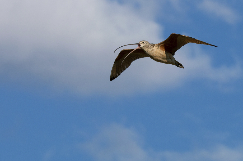 A long-billed curlew flies over the American Prairie reserve in Montana.<br />(Andy Boyce / Smithsonian National Zoo and Conservation Biology Institute via AP)