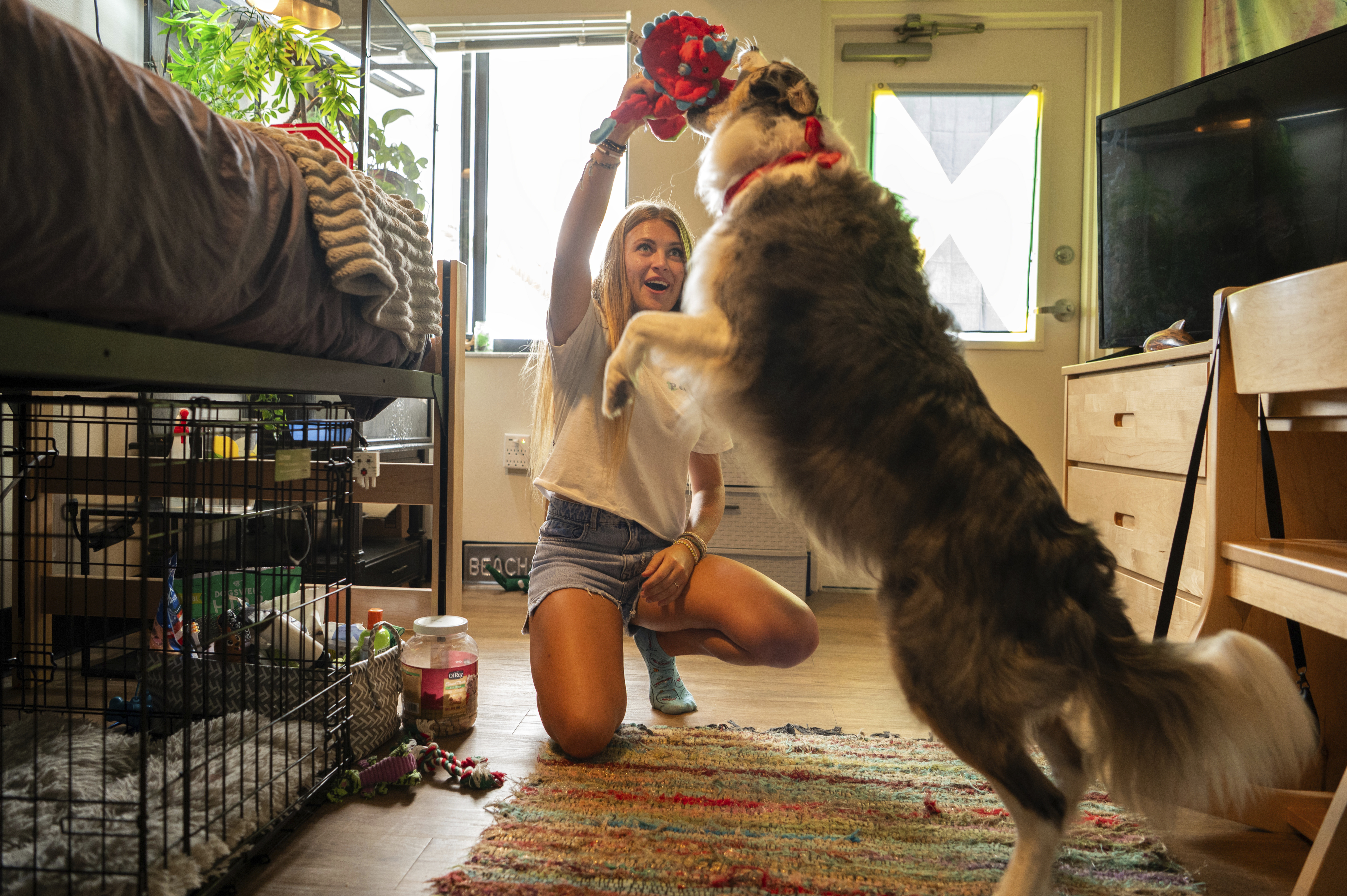 Sophie Nocera, 21, a senior at Eckerd College, plays with her dog Zuco in her college dorm on Wednesday, Aug. 20, 2025 in St. Petersburg, Fla.<br />(Tina Russell / AP Photo)
