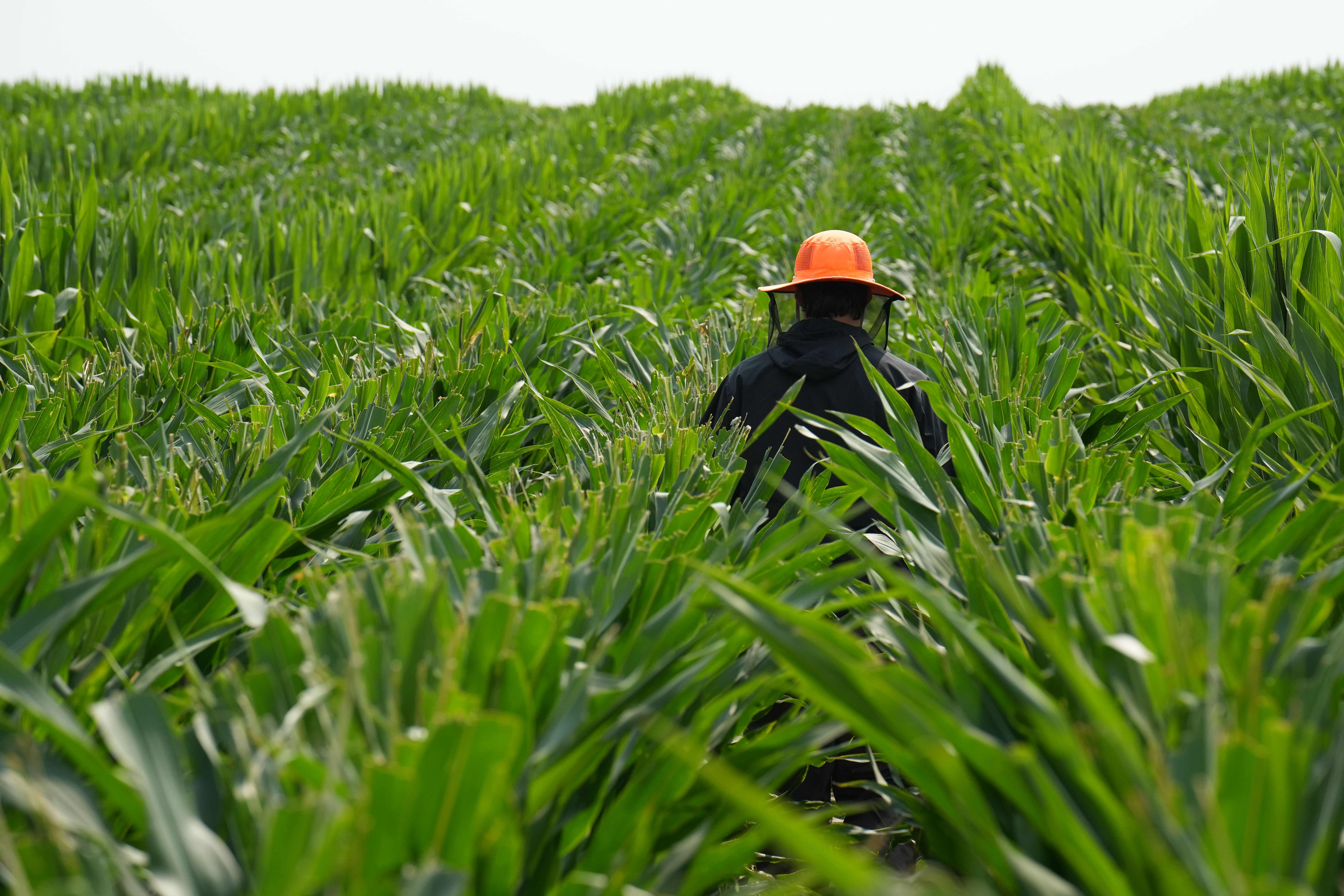 An employee of Ailes Detasseling walks through a seed corn field near Utica, Nebraska, in 2024. Detasseling is seen as a rite of passage for Midwest teenagers, but in recent years, more of the detasseling is performed by workers with H-2A visas.<br />(Ailes Detasseling / Courtesy Photo)