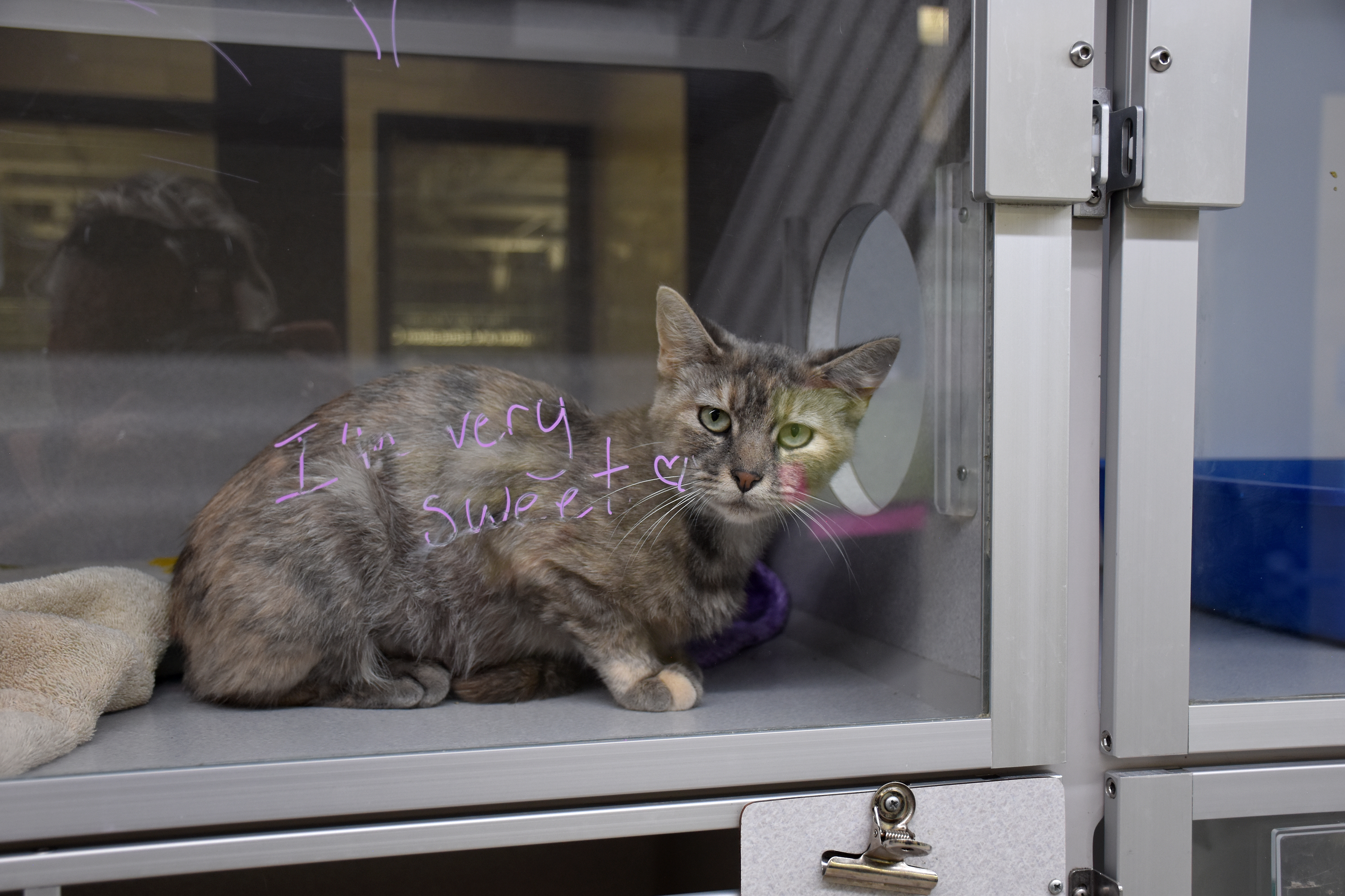 Shelters nationwide are pushing up against and often surpass capacity, so the more pets they can keep from coming into the shelter the better, according to the Nebraska Humane Society. LPOOA and NHS share a common goal: reuniting pets and their owners. This cat was found, not claimed, and up for adoption at the Nebraska Humane Society.<br />(Carla Chance / The Daily Record)