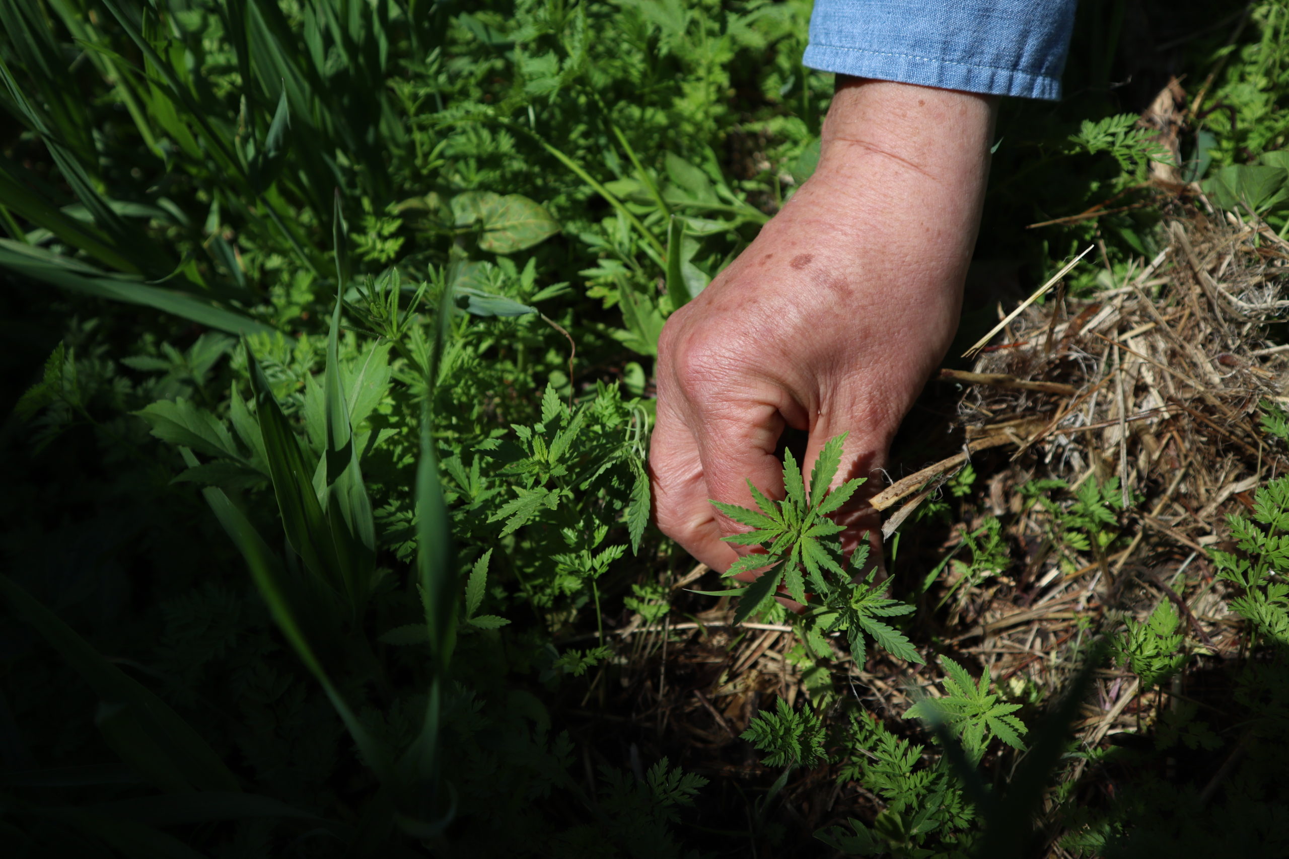 Ismail Dweikat, an agronomy professor and hemp researcher at the University of Nebraska-Lincoln, holds a feral hemp plant in Dead Man’s Run on East Campus. Due to changes in licensing rules for growers, Dweikat’s hemp research on campus has been stalled. (Mark Champion/NNS)