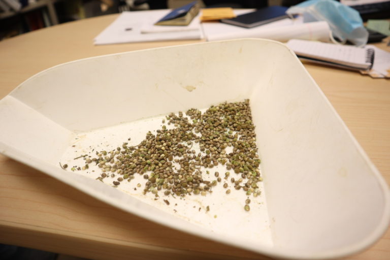 Hemp seeds rest in a bowl on Ismail Dweikat’s desk on UNL’s East Campus. (Mark Champion/NNS)