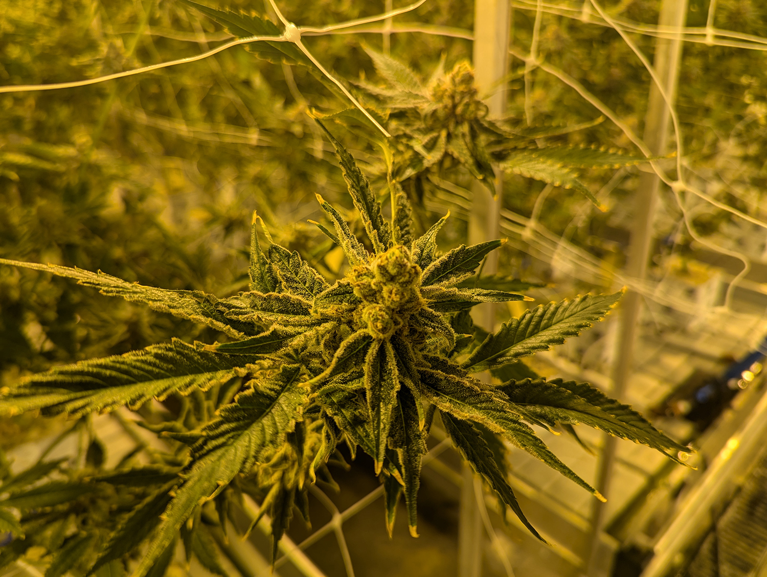 A marijuana plant at the Dakota Herb grow operation near Tea, South Dakota.<br />(John Hult / South Dakota Searchlight)