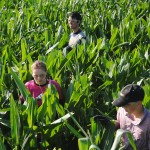 Children walk the rows of a corn field near Dorchester, Neb., removing tassels along the way.
(Luke Nichols / Beatrice Daily Sun via AP)