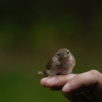 A wren rests on a hand as it is held by the feet, Wednesday, April 28, 2021, in Cheverly, Md. Cornell University records show a boom in amateur bird-watching. The number of people submitting eBird checklists — recording their bird sightings — was up 37% in 2020 compared with the previous year.
(Carolyn Kaster / AP Photo)
