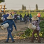 Migrant farmworkers head to pick crops on an early morning in Fresno, Calif., on July 18, 2025.
(Damian Dovarganes / AP Photo)