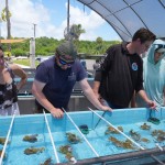 Researchers review the placement of coral in a restoration tank at University of Miami Rosenstiel School of Marine, Atmospheric, and Earth Science, Wednesday, July 22, 2026, in Key Biscayne, Fla.
(Marta Lavandier / AP Photo)