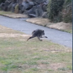 A screenshot from an instagram video by @clvgrl of Jimothy running.
(@c1vrgr1 via Instagram screenshot)