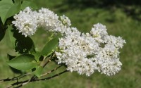 White lilacs blossom along the Peterson path at Arbor Lodge Historical State Park in Nebraska City. 
(Tim Trudell / The Daily Record)