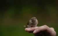 A wren rests on a hand as it is held by the feet, Wednesday, April 28, 2021, in Cheverly, Md. Cornell University records show a boom in amateur bird-watching. The number of people submitting eBird checklists — recording their bird sightings — was up 37% in 2020 compared with the previous year. 
(Carolyn Kaster / AP Photo)