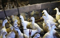 Ducks walk around their barn at the Crescent Duck Farm in Aquebogue, N.Y., Thursday, May 22, 2025. 
(Seth Wenig / AP Photo)
