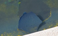 A piece of the blue coating floats among algae at the Lincoln Memorial Reflecting Pool Sunday, June 21, 2026, on the National Mall in Washington. 
(Jon Elswick / AP Photo)