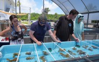 Researchers review the placement of coral in a restoration tank at University of Miami Rosenstiel School of Marine, Atmospheric, and Earth Science, Wednesday, July 22, 2026, in Key Biscayne, Fla. 
(Marta Lavandier / AP Photo)