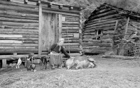Marthie Jane Wills, known as Blind Mattie, poses with her dogs and her sow outside her log cabin in Mullens, West Virginia, July 16, 1951. 
(AP Photo)