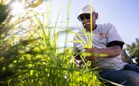 Nebraska Extension Master Gardener Bob Elkins cuts back nutsedge in a flower bed on South 24th Street on Aug. 27. Volunteers maintain 67 raised garden beds along the east and west sides of 24th Street between L and Q streets. 
(Rebecca S. Gratz / Flatwater Free Press)