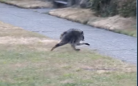 A screenshot from an instagram video by @clvgrl of Jimothy running.
(@c1vrgr1 via Instagram screenshot)