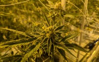 A marijuana plant at the Dakota Herb grow operation near Tea, South Dakota. 
(John Hult / South Dakota Searchlight)