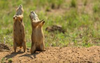 (Shutterstock)