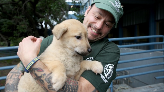 In this image released on Thursday, March 19, 2015, 57 dogs rescued by Humane Society International and Change for Animals Foundation from a dog meat farm in Hongseong, South Korea, arrive in San Francisco. 
(Sammy Dallal / AP Images for Humane Society International)