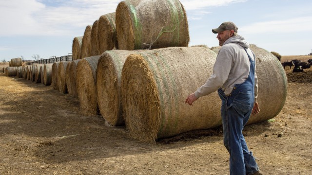 Jared Bossly walks past feed on his ranch in Mansfield, S.D., on Tuesday, March 11, 2025, in one of the counties that a proposed Summit Carbon Solutions pipeline would cut through. 
(Nicole Neri / AP Photo)