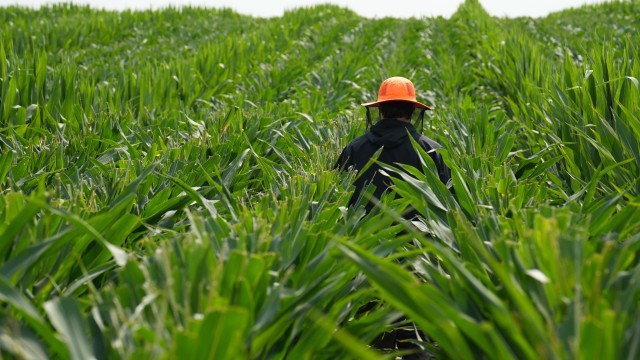 An employee of Ailes Detasseling walks through a seed corn field near Utica, Nebraska, in 2024. Detasseling is seen as a rite of passage for Midwest teenagers, but in recent years, more of the detasseling is performed by workers with H-2A visas.
(Ailes Detasseling / Courtesy Photo)